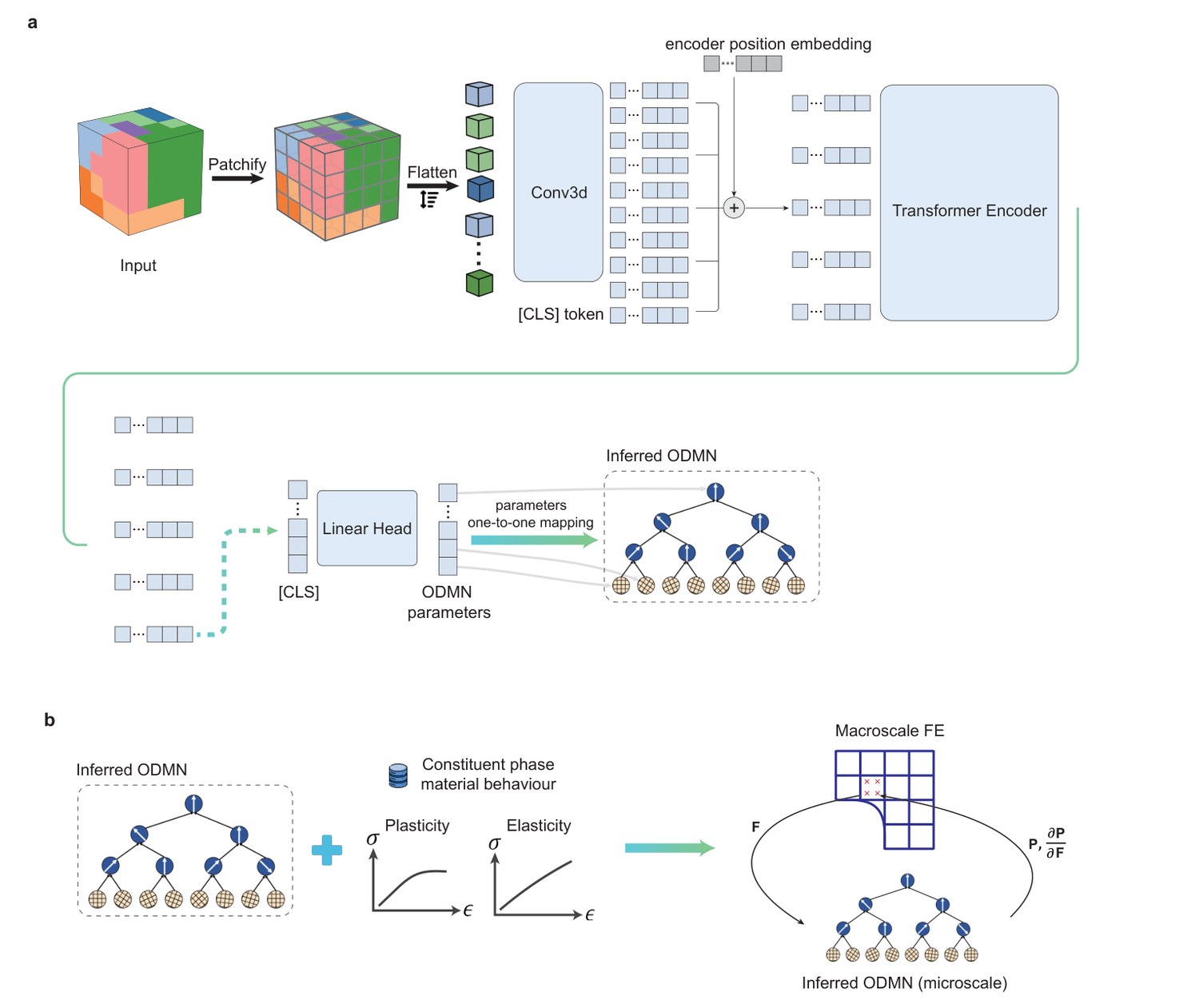 Polycrystal foundation model: pretrained encoder maps microstructures to ODMN parameters for multiscale prediction